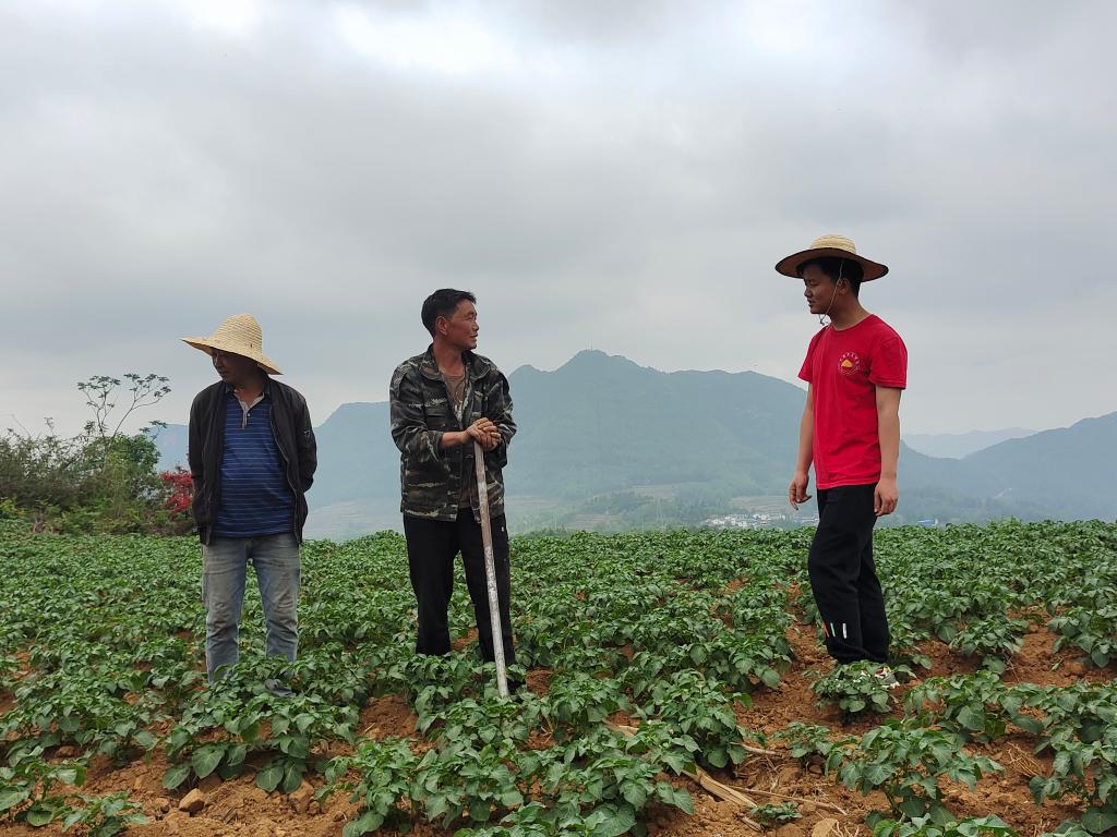 　2023年5月，龙凤科技小院“产业导师”与当地农民交流马铃薯种植管护技术。（王永华 摄，新华社发）