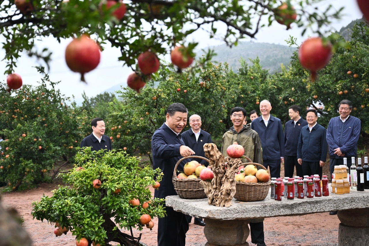 今年9月24日，中共中央总书记、国家主席、中央军委主席习近平在浙江考察结束返京途中，来到山东省枣庄市考察。这是习近平在位于峄城区的冠世榴园石榴种植园了解石榴产业发展情况。新华社记者 燕雁 摄