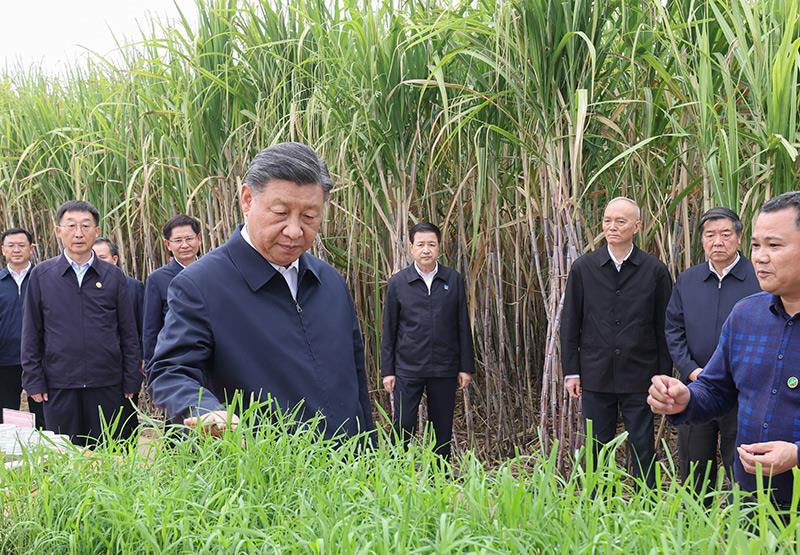 时政微观察丨“八桂飘香”的新蓝图