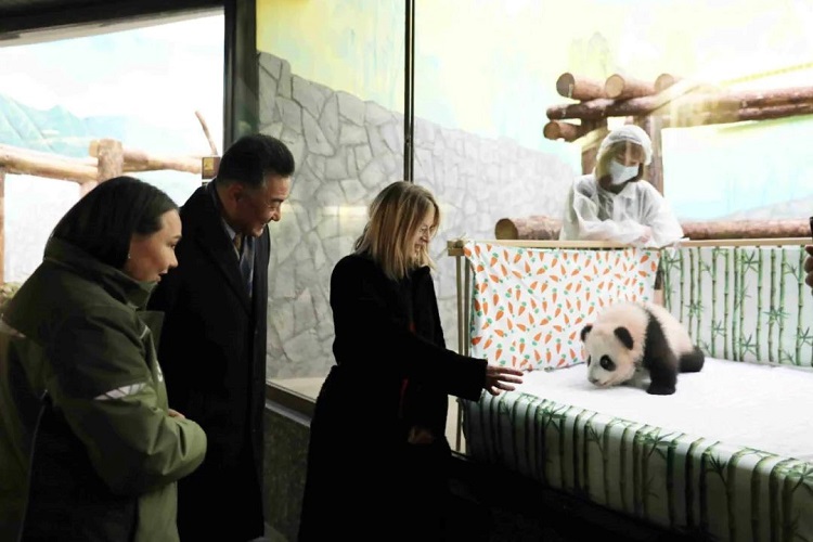 孙炜东公使看望旅俄大熊猫幼崽（中国驻俄罗斯使馆供图）